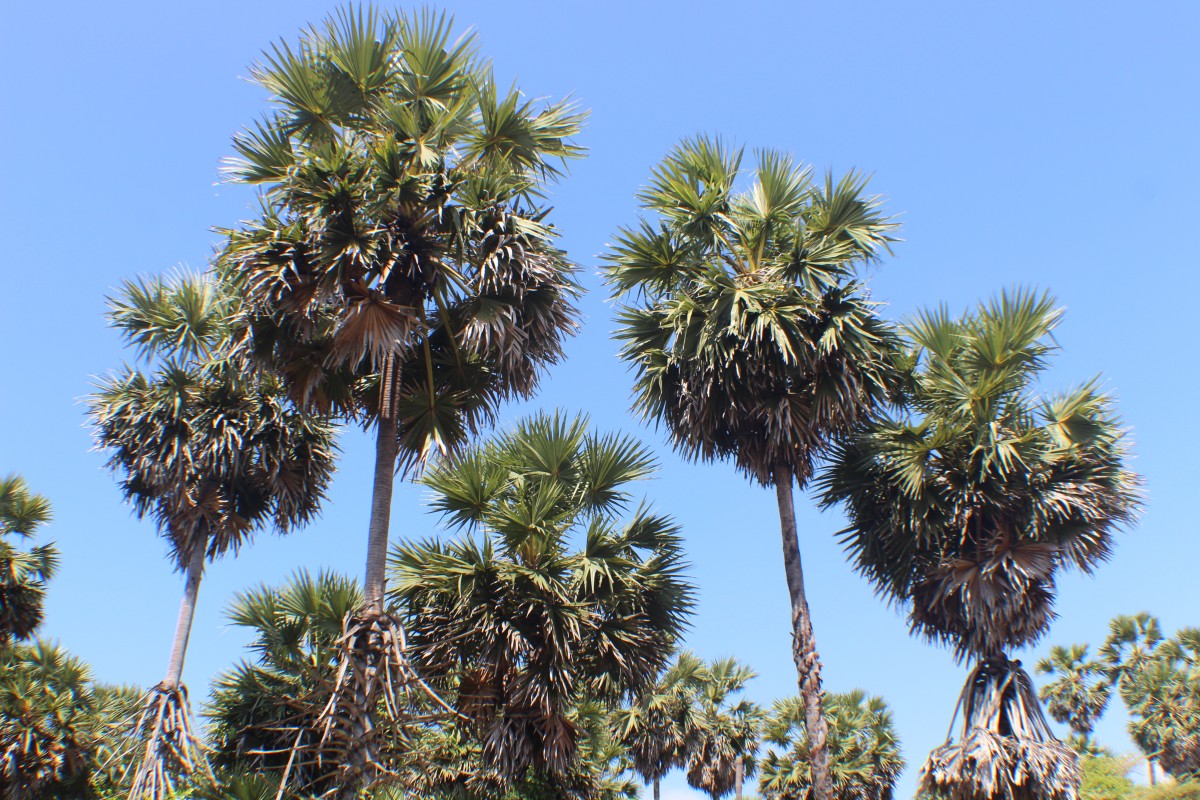 Arecaceae